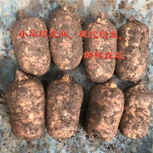 彝良县天麻 云南昭通小草坝天麻，个大体圆药效好