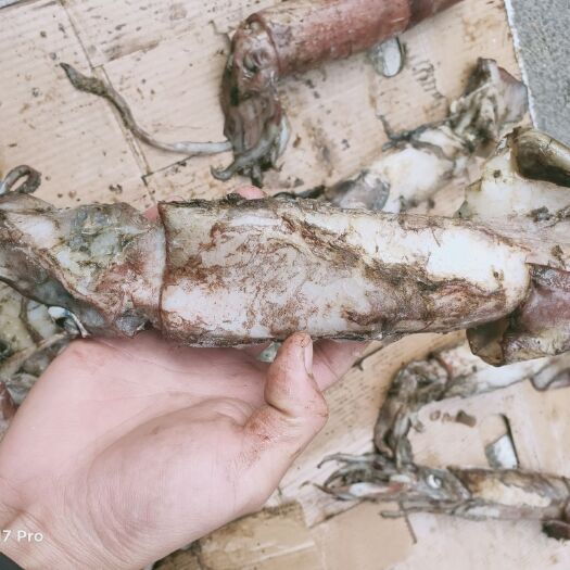 霞浦县印尼鱿鱼  红鱿鱼，餐饮，食堂，烧烤店，海捕船冻鱿鱼