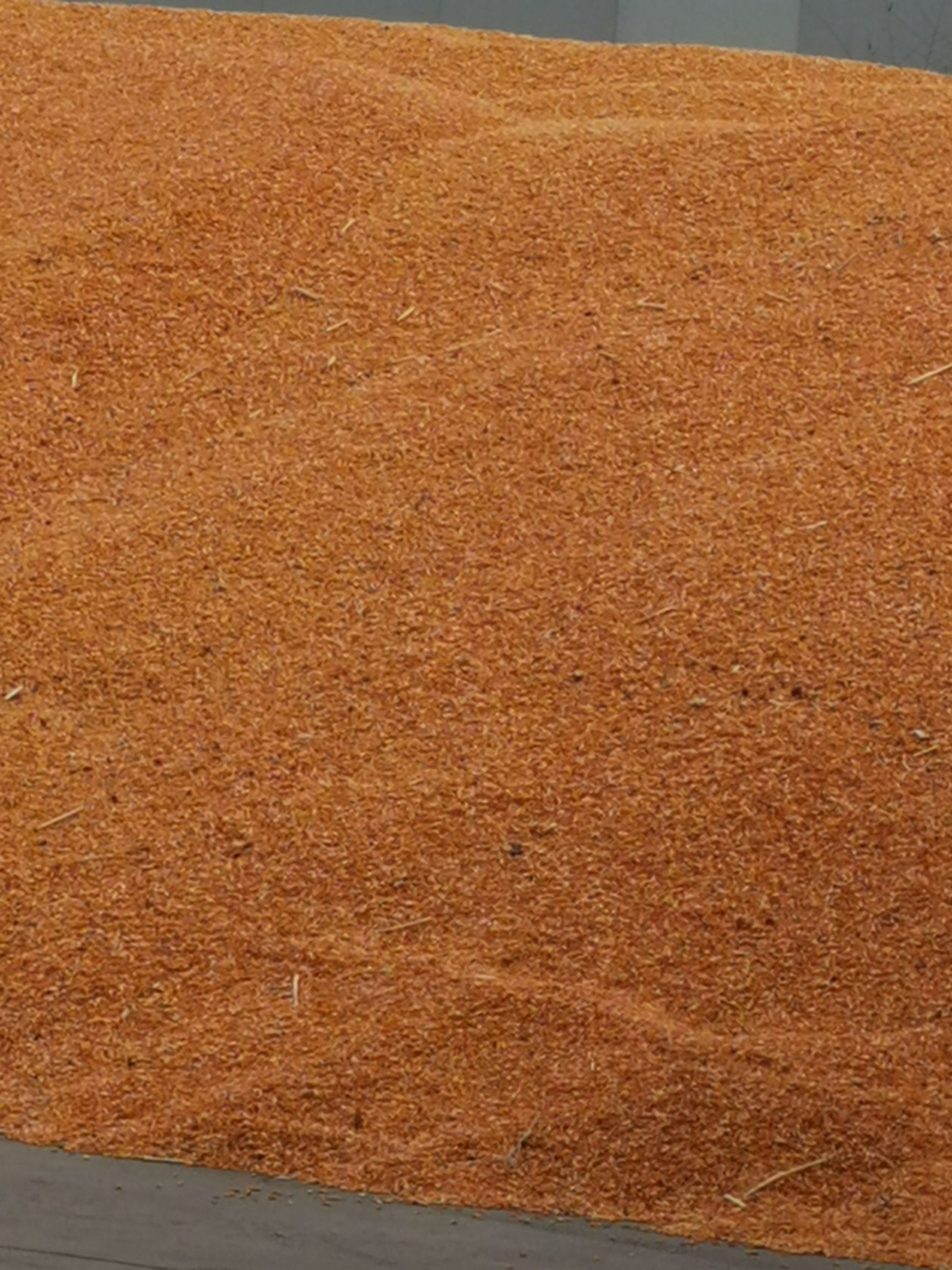 干玉米  玉米各种水分，自然干烘干