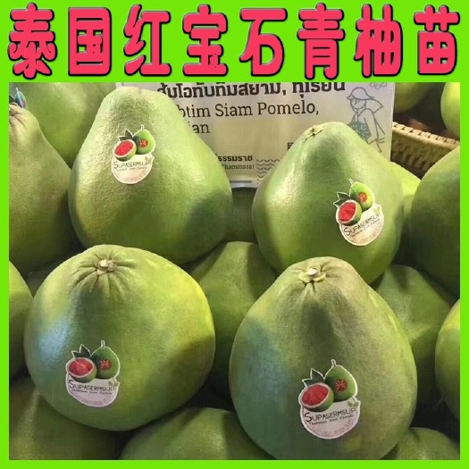 阳朔县泰国红宝石柚苗  泰国红宝石青柚苗嫁接苗品种保证