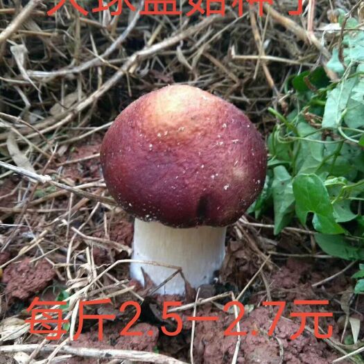 南平大球盖菇菌种  大球盖菇赤松茸菌磨菇草菇人参菇菌包种子种苗