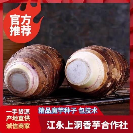 江永县粉芋头 荔浦香芋，江永香芋、香、粉、糯，合作共赢！诚信报价，。