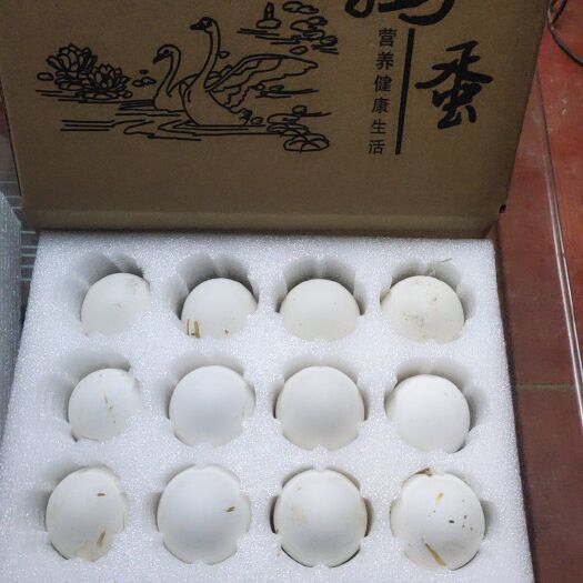 濮阳县种鹅蛋  新鲜鹅蛋，每天现捡现发，食用放心。可孵化，量大从优。
