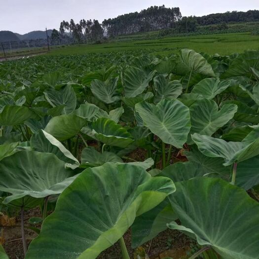 融水县香芋 6cm以上