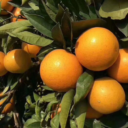 麻阳县来自长寿之乡麻阳的无核锦蜜冰糖橙