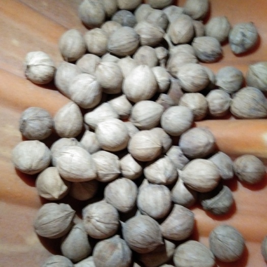 中方县山核桃