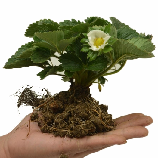 平邑县 白雪公主草莓苗草莓香蕉莓南北种植包结果