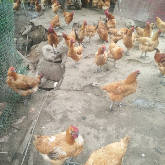 重庆市金弹子  农村粮食喂养老母鸡