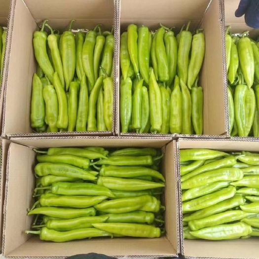 诏安县黄皮辣椒  各种椒类即将大量上市，日产50000斤，需要的老板联系