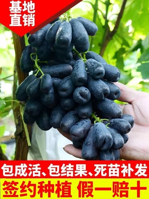 平邑县蓝宝石葡萄苗  蓝宝石，阳光玫瑰，巨峰，美人指，藤稔葡萄