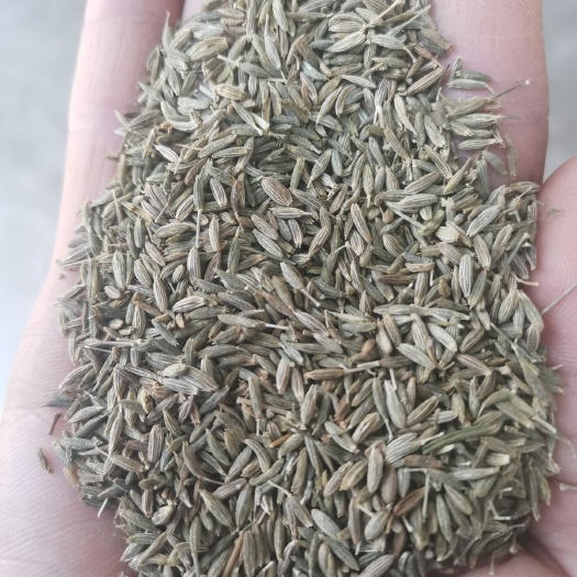 金塔县 甘肃孜然茴香原产地