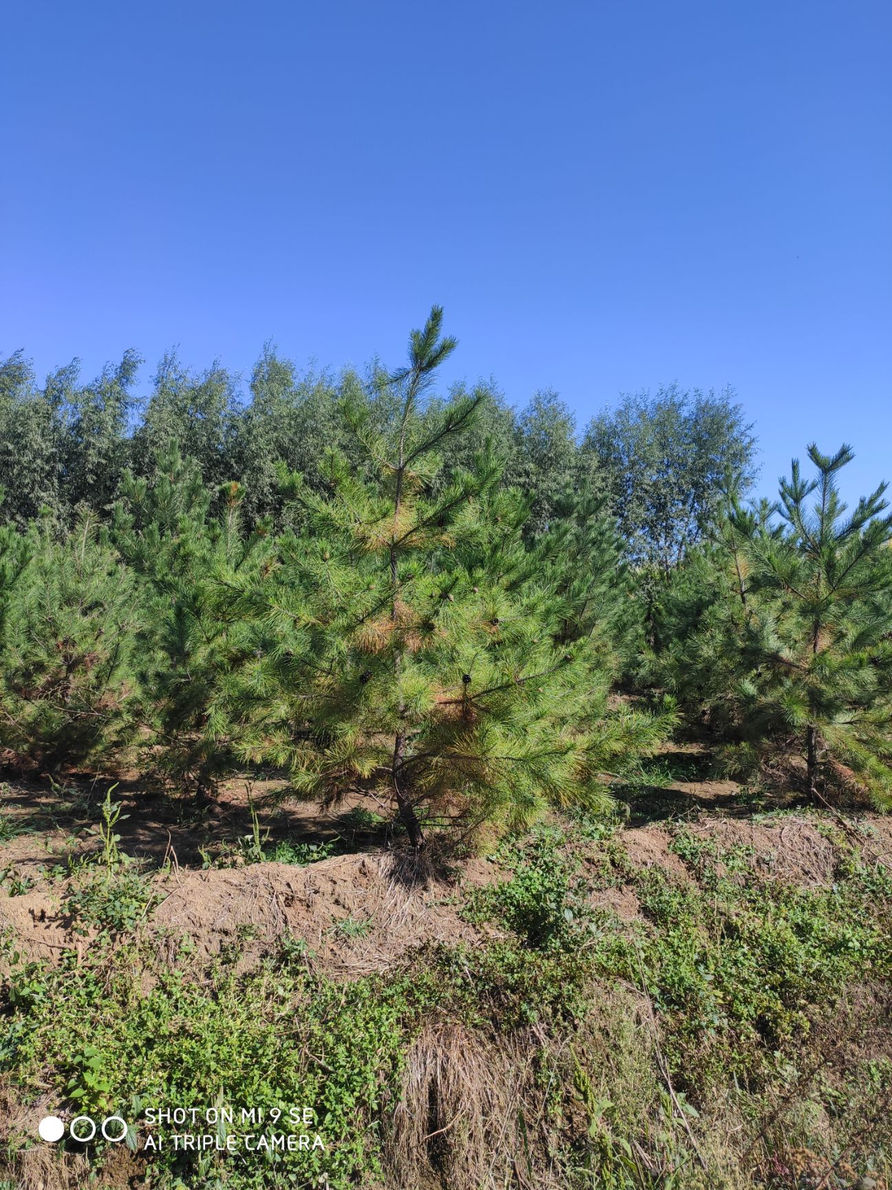 侧柏  苗圃直供 油松1-8米 规格全 价格低 保质保量