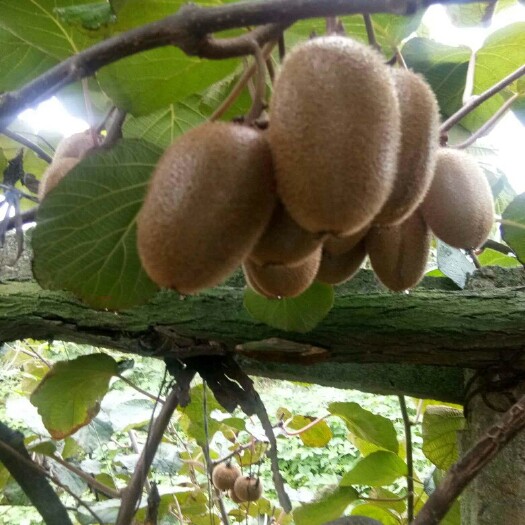 周至县 徐香猕猴桃产区供应