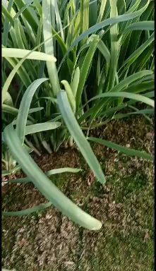  大叶韭菜大量上市了，叶片肥厚根粗叶绿，有辛辣味，新品种