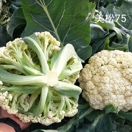 白面青梗松花菜種子  青梗松花菜種子：美松75