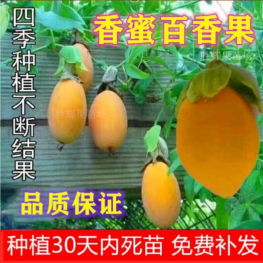 灵山县 新品种黄金百香果苗盆栽庭院种植金蜜百香果树苗四季大型爬藤绿植