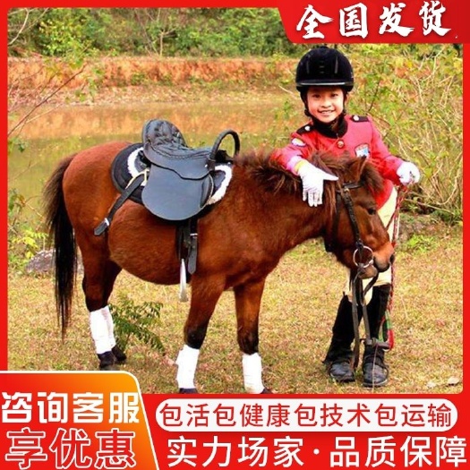 嘉祥县骑乘马小矮马驯养温顺纯血半血汗血马驹景区旅游区用马活体