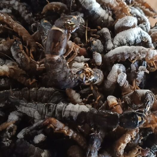 昆明食用虫类 爬沙虫