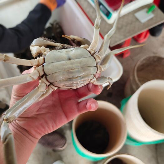 扬州泰兴大闸蟹 统货 多规格