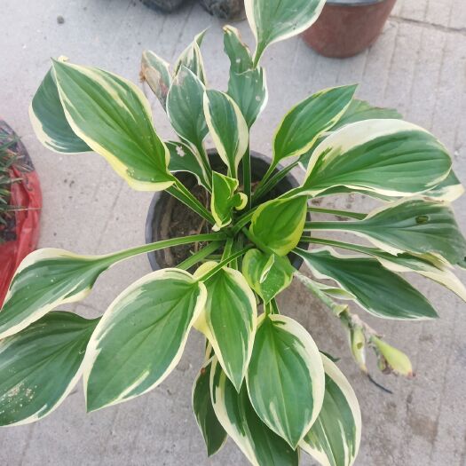 丹阳市玉簪花 