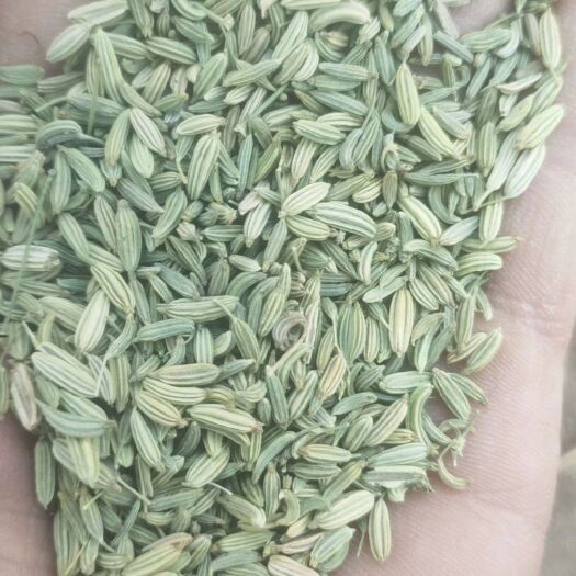 金塔县香料茴香 甘肃茴香
