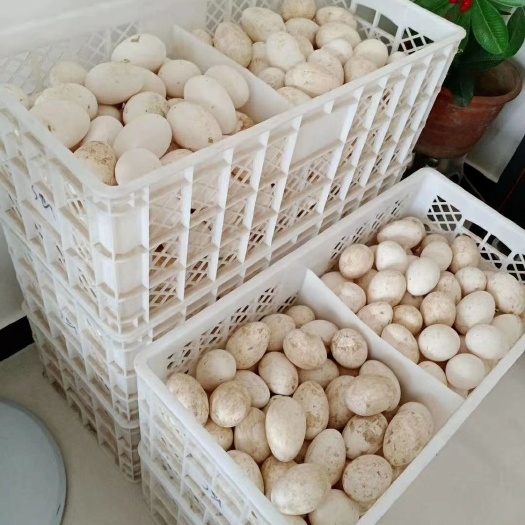 魏县新鲜鹅蛋，个头大