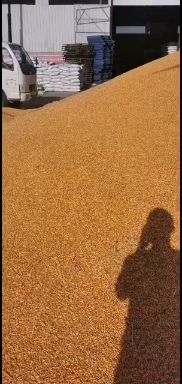 干玉米  玉米各种水分，自然干烘干