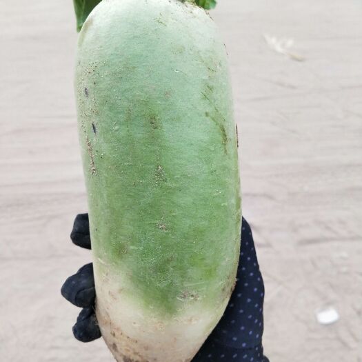 开封青萝卜  青皮萝卜