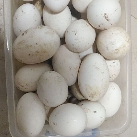 东明县大三花鹅蛋 食用 散装 