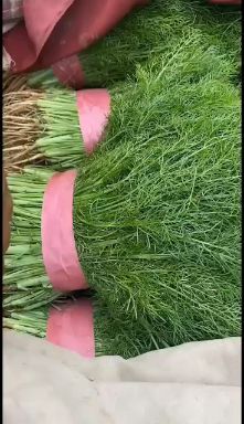 邯郸小茴香 回香