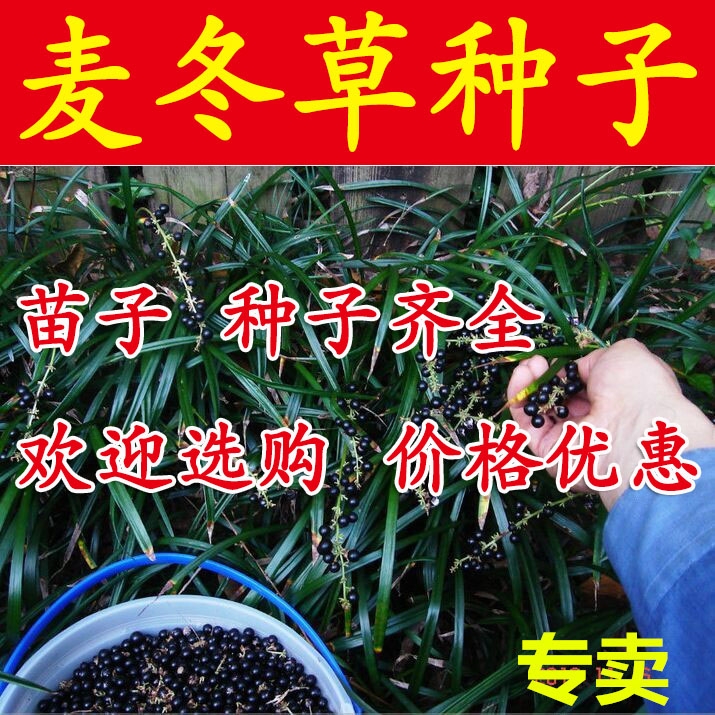沭阳县新采麦冬草种子 玉龙草种子金边麦冬草籽 矮麦冬种子绿化草坪种
