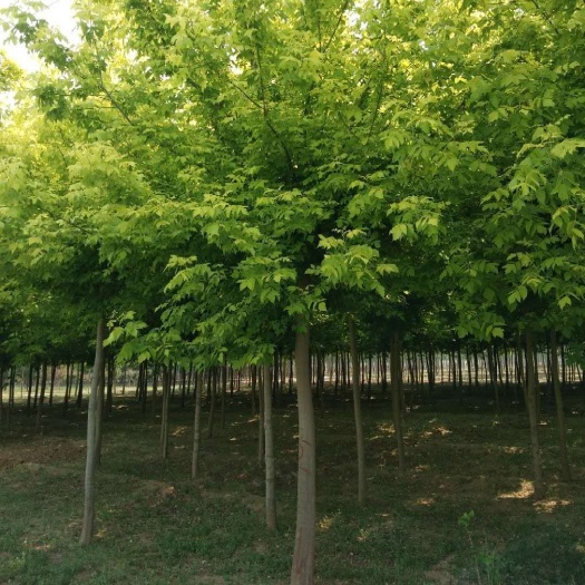 博野县苗圃直供 金叶复叶槭5-20公分10公分复叶槭12公分15
