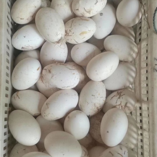 馆陶县优质鲜鹅蛋