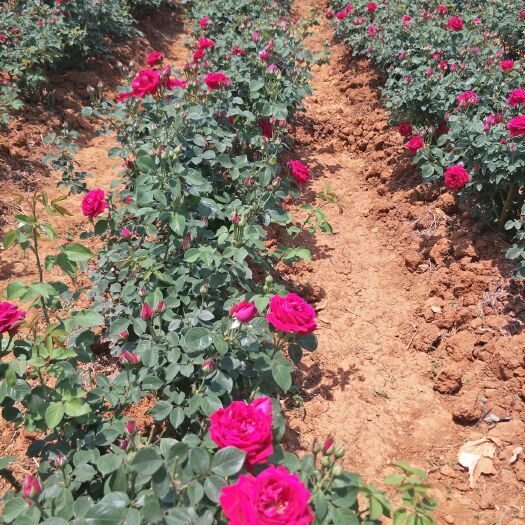 香花月季 浓香芬芳