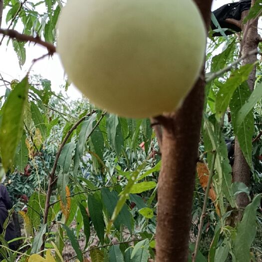 虞城县 映霜红冬桃，产地直发