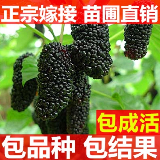 平邑县果桑苗 四季桑葚树苗嫁接桑树苗北方种植当年结果包品种