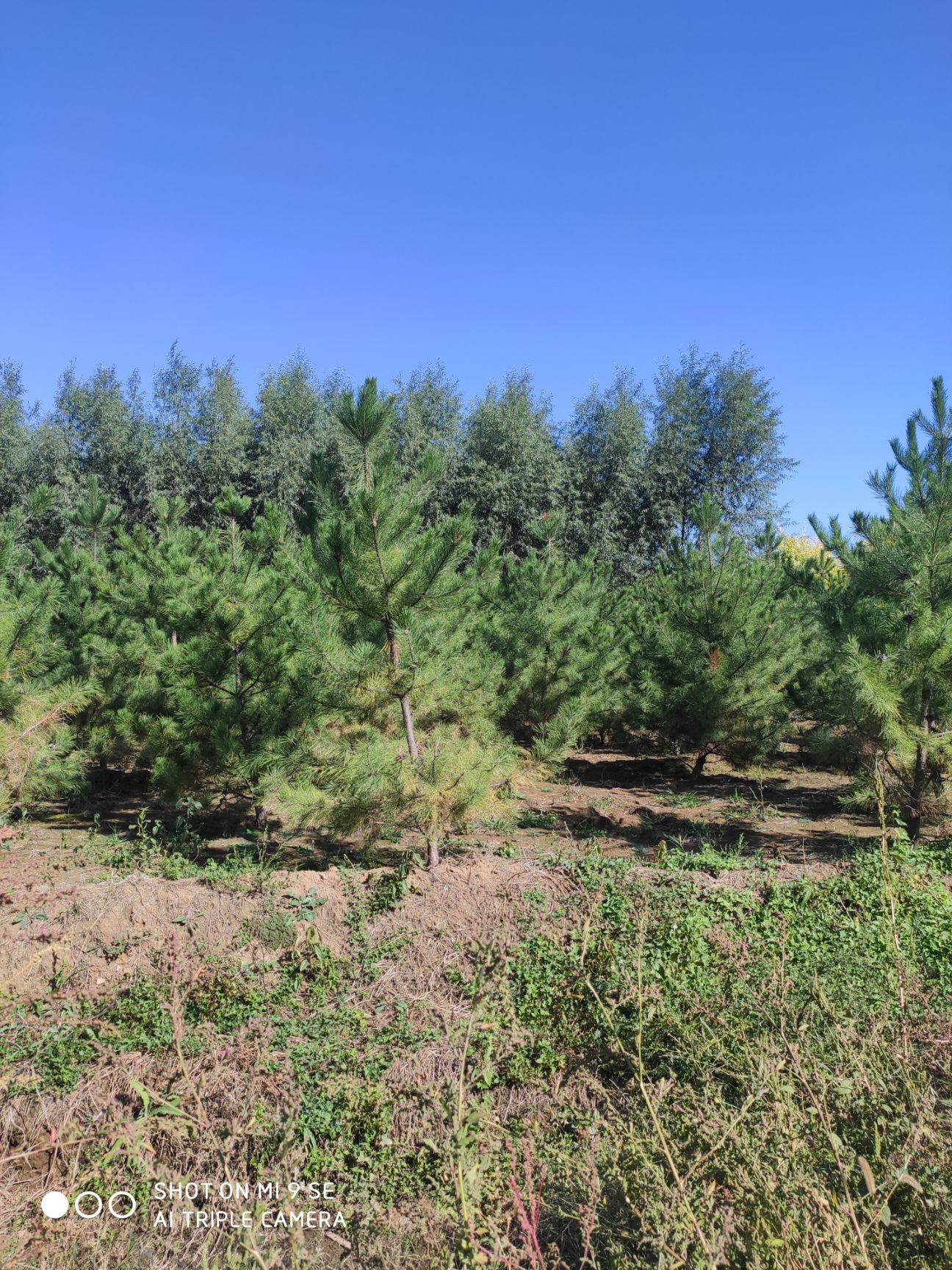 侧柏  苗圃直供 油松1-8米 规格全 价格低 保质保量