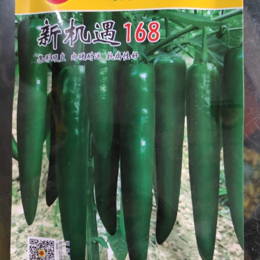 夏邑县羊角椒种子 中熟大果形绿皮羊角椒，抗疫病，病毒病，青枯病能力强！