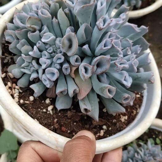 昆明多肉植物 猪鼻子