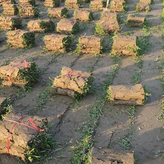 大叶油草 30*100*3带泥厚欢迎订购