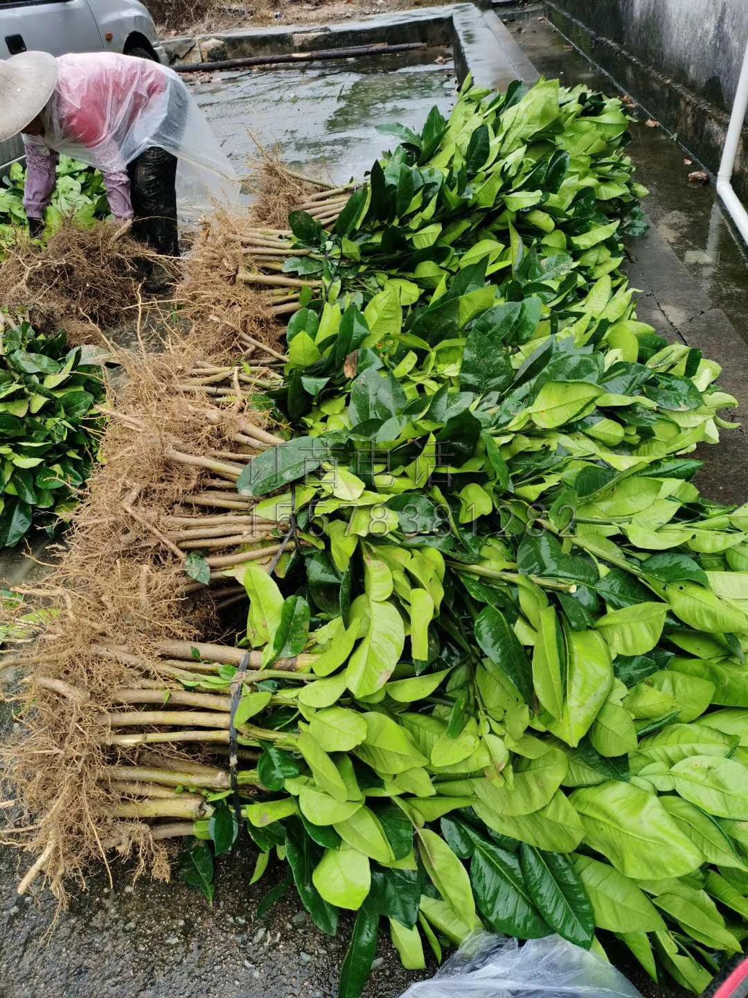 泰国红宝石柚苗  泰国红宝石青柚苗嫁接苗品种保证