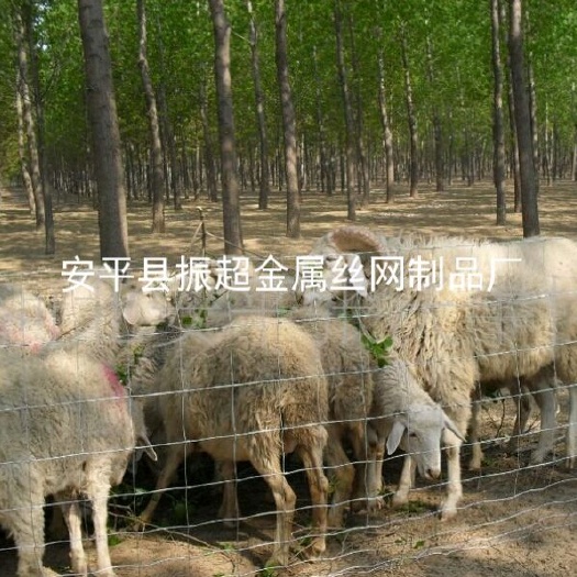 安平县护栏网  如何选择防护网，养殖，种植，专业生产围