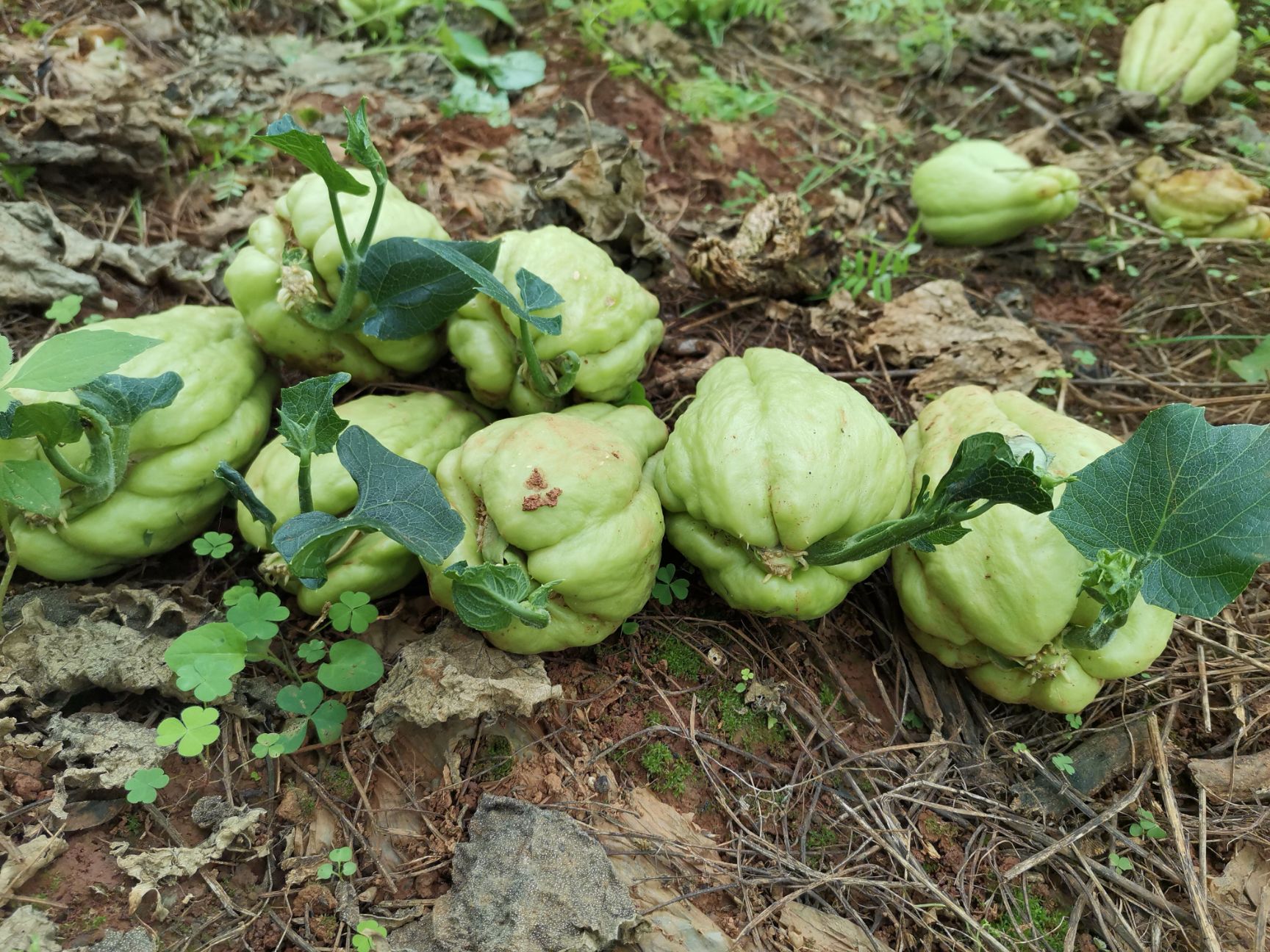 精品佛手瓜苗，全部开芽的现货批发