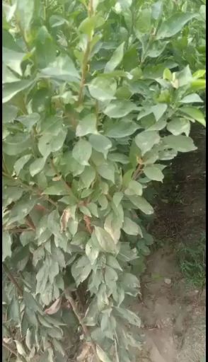 恐龙蛋李子苗