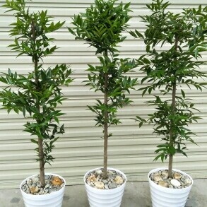 奉新县小叶竹柏  竹柏种子，小苗，小树，大树（茶花，枸骨）