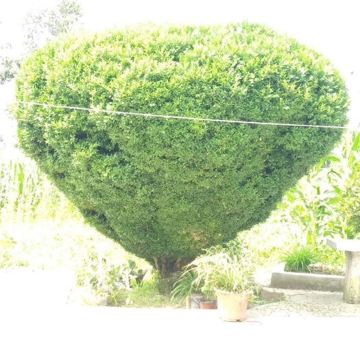 绍兴雀舌黄杨 