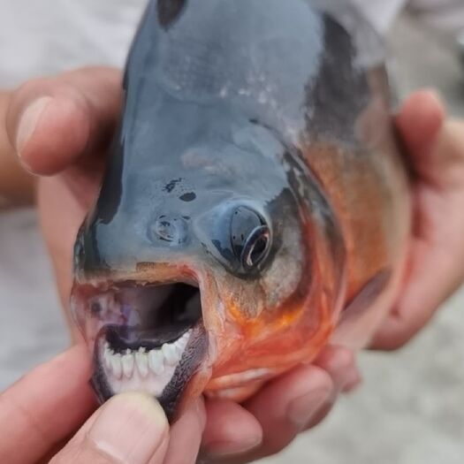 自贡红鲳鱼  淡水红腹鲳（食人鱼）钓场人气爆品，