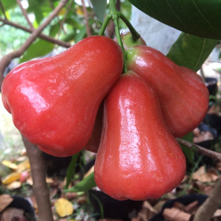 黑金刚莲雾苗 莲雾苗黑金刚树苗嫁接大叶红莲雾果树苗盆栽地栽果树苗当年结果