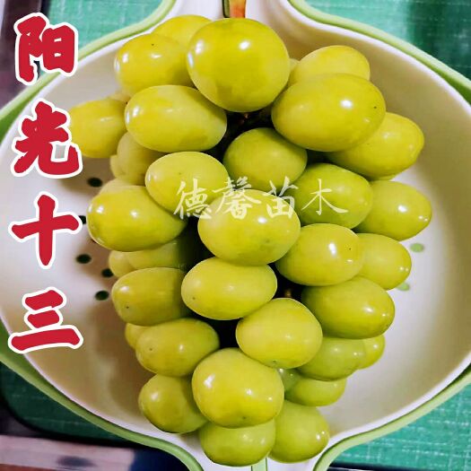 平度市阳光十三葡萄苗新品种葡萄苗培育基地早熟葡萄苗大棚葡萄苗批发