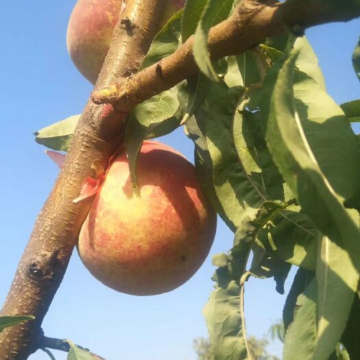 平度市金秋红密 金秋红蜜桃子最后了